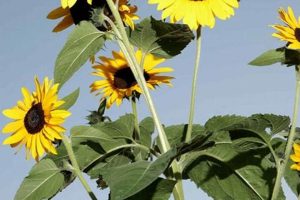 Towering Beauties: The Impressive Height of Skyscraper Sunflowers Discover the World's Most Iconic Skyscrapers: Architecture, Design, and Innovation Towering Beauties: The Impressive Height of Skyscraper Sunflowers | Discover the World's Most Iconic Skyscrapers: Architecture, Design, and Innovation