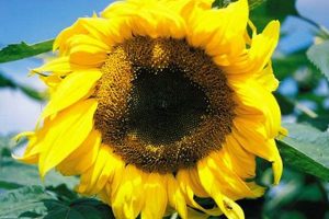 Gigantic Skyscraper Sunflowers vs. Majestic Woolly Mammoths: A Tale of Size and Extinction Discover the World's Most Iconic Skyscrapers: Architecture, Design, and Innovation Gigantic Skyscraper Sunflowers vs. Majestic Woolly Mammoths: A Tale of Size and Extinction | Discover the World's Most Iconic Skyscrapers: Architecture, Design, and Innovation