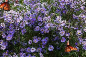Soaring into the Future: The Aster Novae-Angliae Skyscraper Discover the World's Most Iconic Skyscrapers: Architecture, Design, and Innovation Soaring into the Future: The Aster Novae-Angliae Skyscraper | Discover the World's Most Iconic Skyscrapers: Architecture, Design, and Innovation