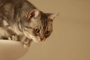 The Ultimate Truth: Can Cats Survive the Plunge from a Skyscraper's Height? | Discover the World's Most Iconic Skyscrapers: Architecture, Design, and Innovation